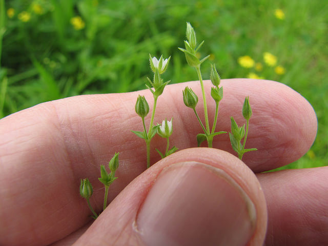 Petite sabline des murs (Arenaria serpyllifolia)