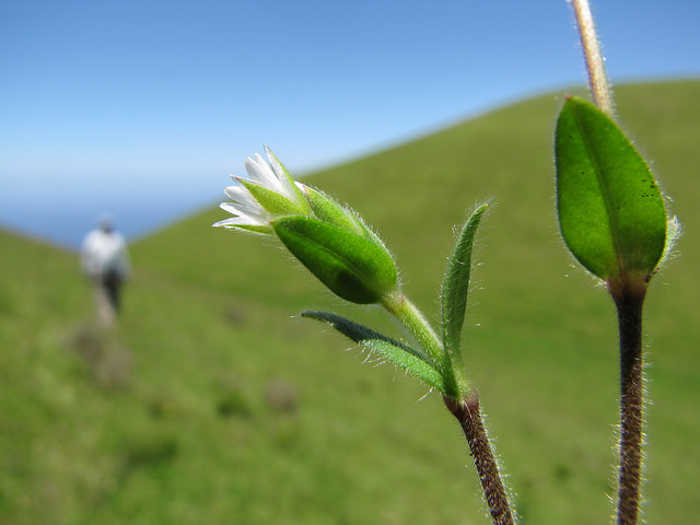 Petite sabline des murs