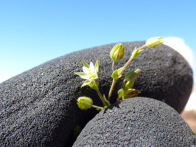 Petite sabline des murs