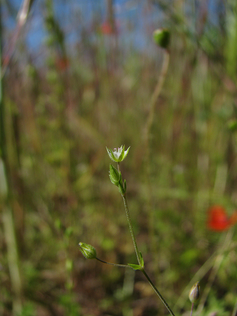 Petite sabline des murs