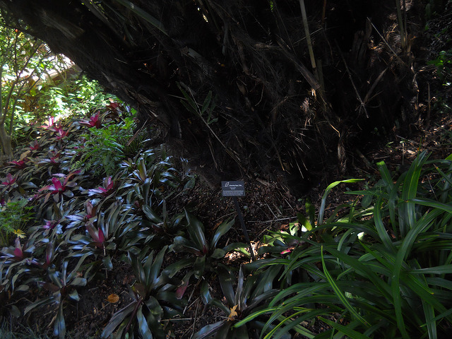 Palmier de formose (Arenga engleri)