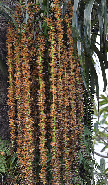 Arenga pinnata (Arenga pinnata)