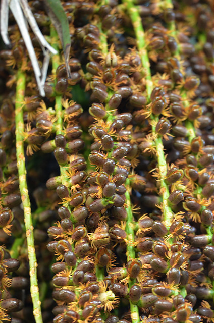 Arenga pinnata