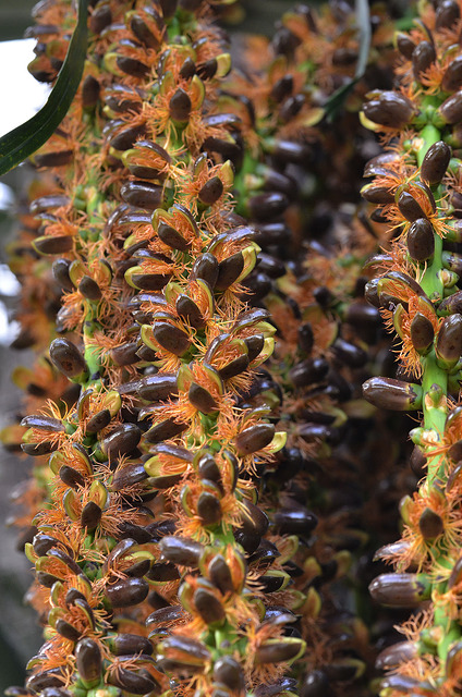 Arenga pinnata