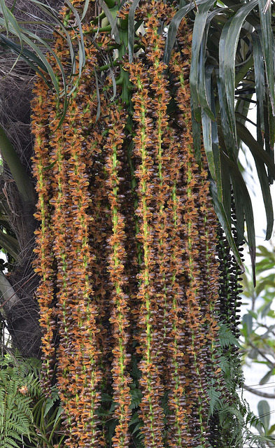 Arenga pinnata