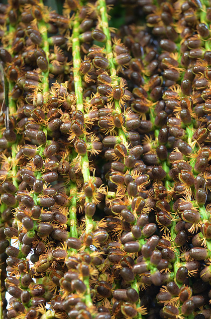 Arenga pinnata