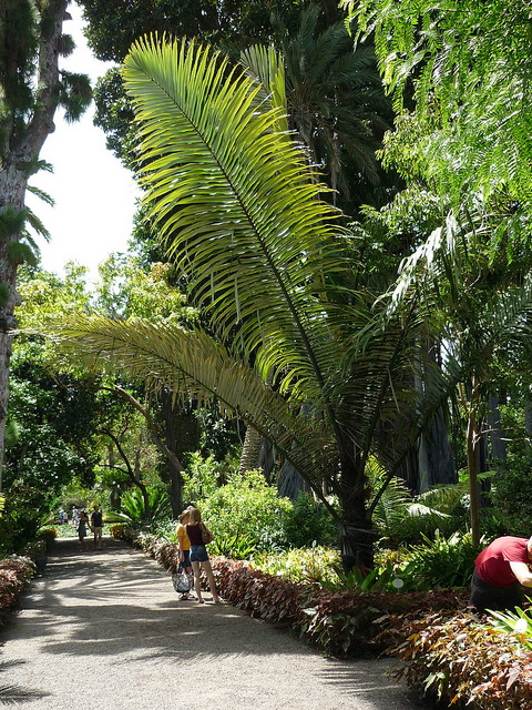 Arenga pinnata