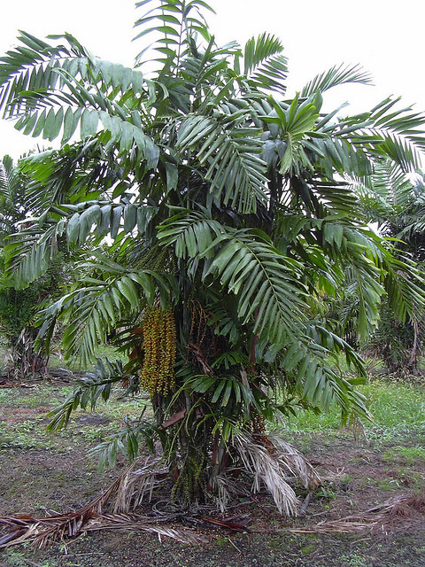 Arenga tremula
