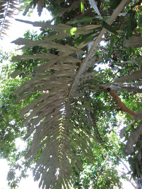 Arenga undulatifolia