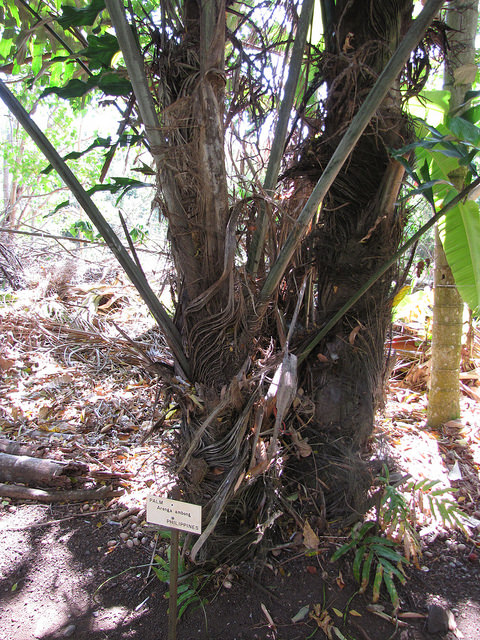 Arenga undulatifolia