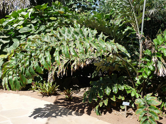 Arenga undulatifolia
