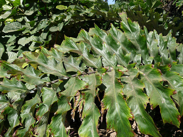Arenga undulatifolia (Arenga undulatifolia)
