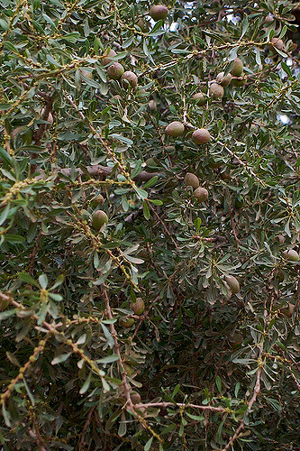Arganier (Argania spinosa)