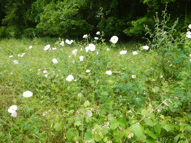 Argemone albiflora