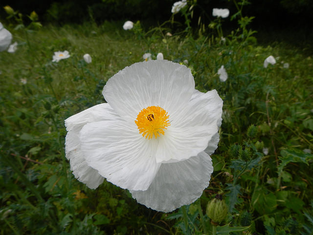 Argemone albiflora