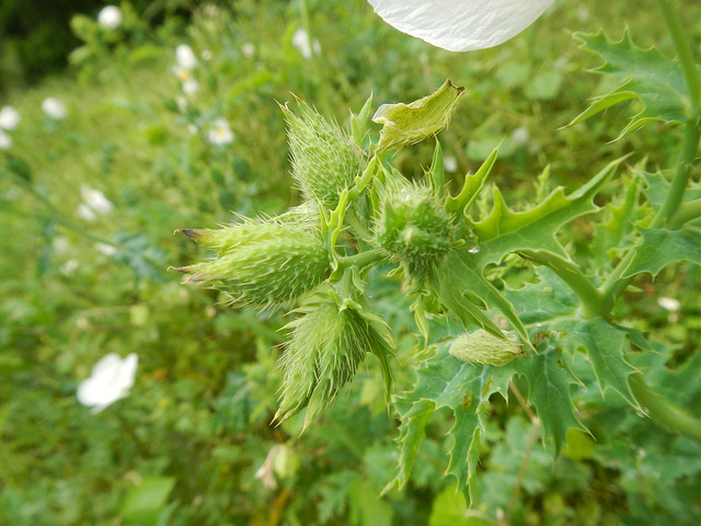 Argemone albiflora