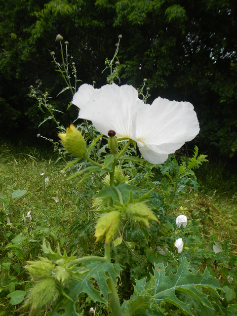 Argemone albiflora