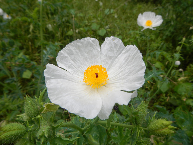 Argemone albiflora