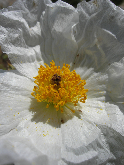 Argemone corymbosa