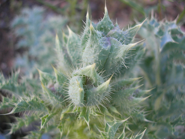 Argemone corymbosa