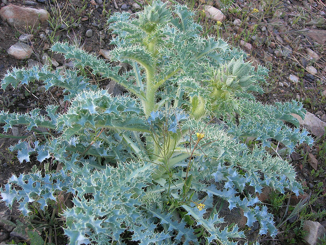 Argemone corymbosa