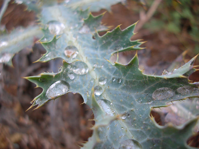 Argemone glauca (Argemone glauca)
