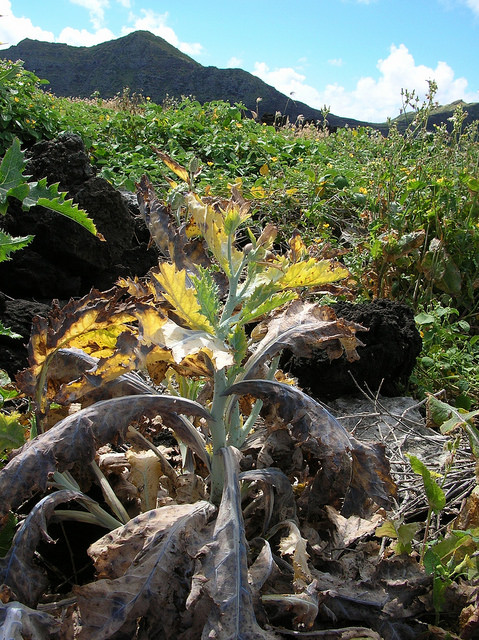 Argemone glauca