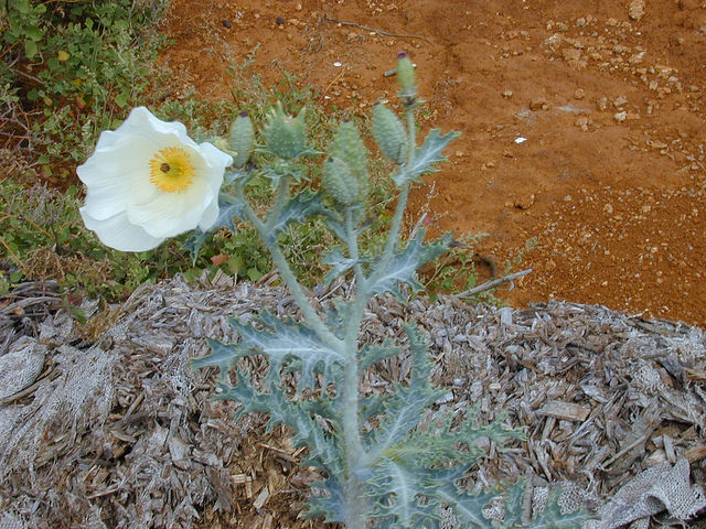 Argemone glauca