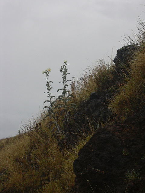 Argemone glauca
