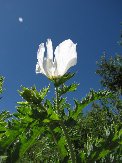 Argemone glauca