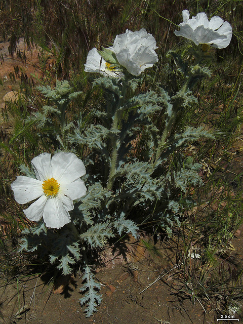 Argemone munita