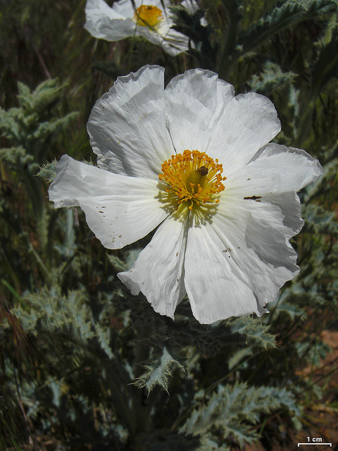 Argemone munita