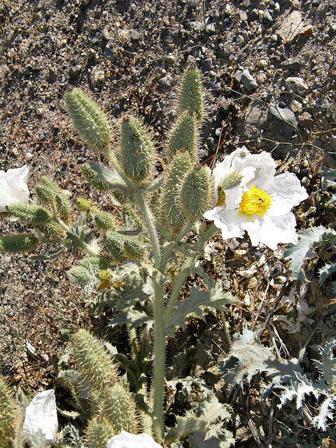 Argemone munita