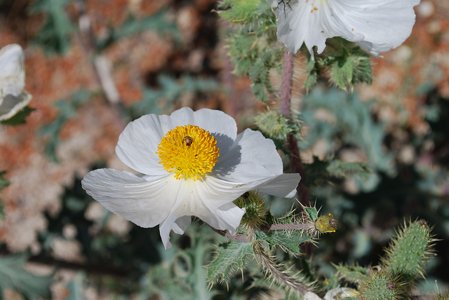Argemone munita