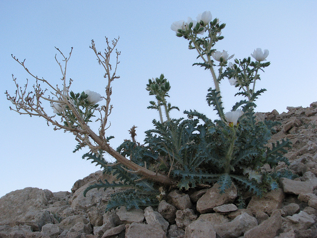 Argemone munita
