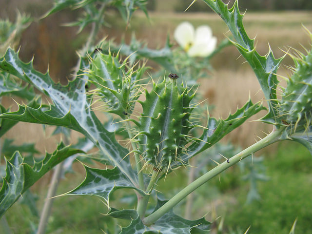 Argemone ochroleuca