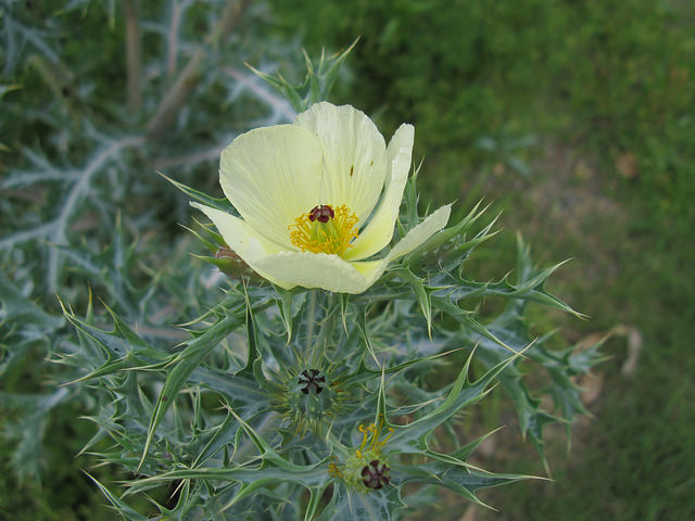 Argemone ochroleuca