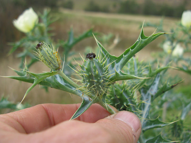 Argemone ochroleuca