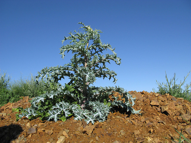 Argemone ochroleuca