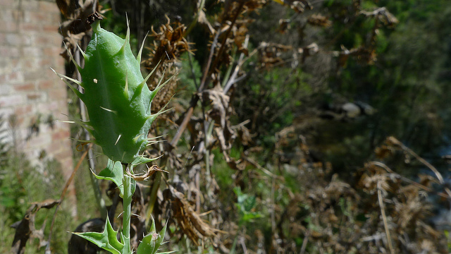 Argemone ochroleuca