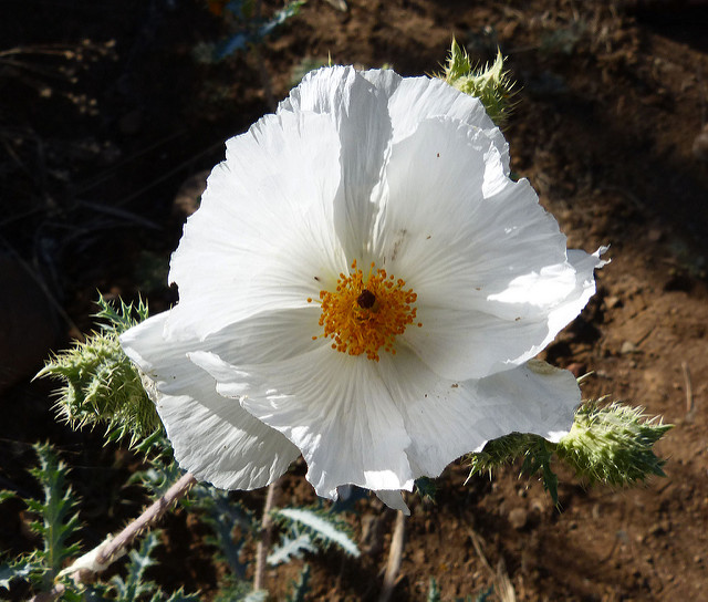 Argemone pleiacantha