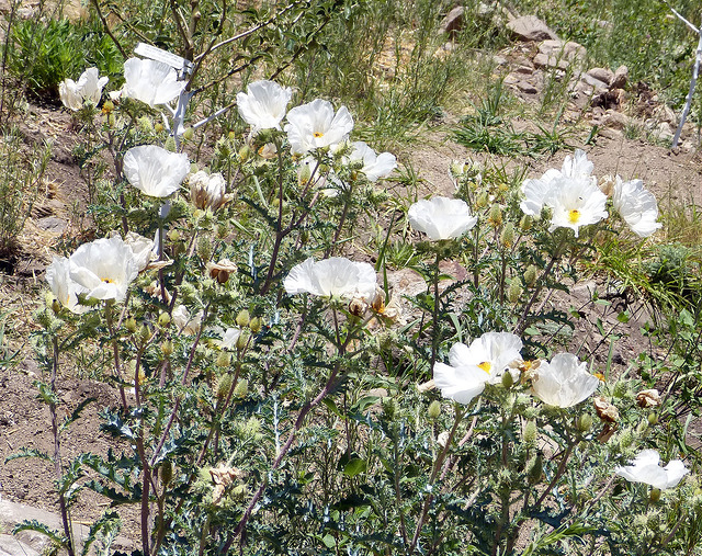 Argemone pleiacantha