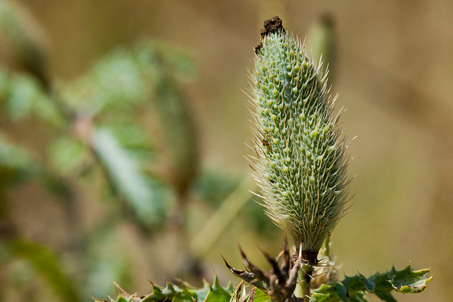 Argemone pleiacantha