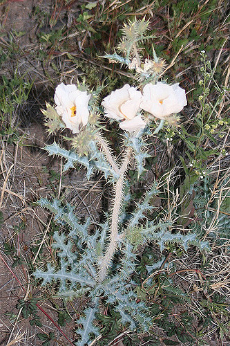 Argemone pleiacantha
