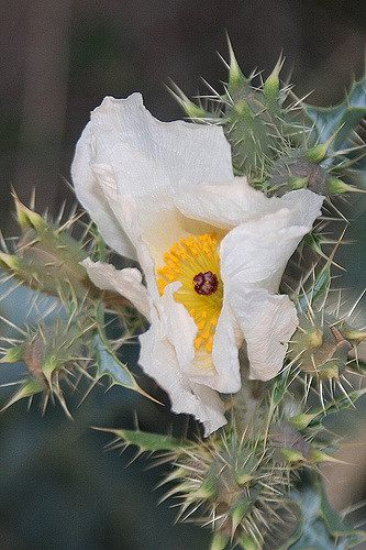 Argemone pleiacantha
