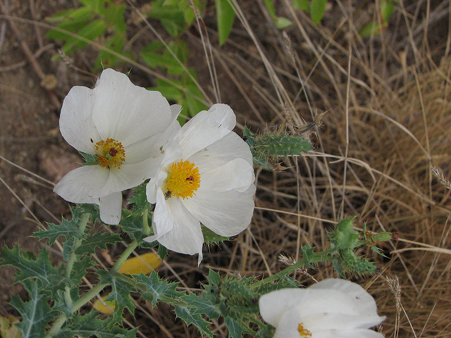 Argemone polyanthemos