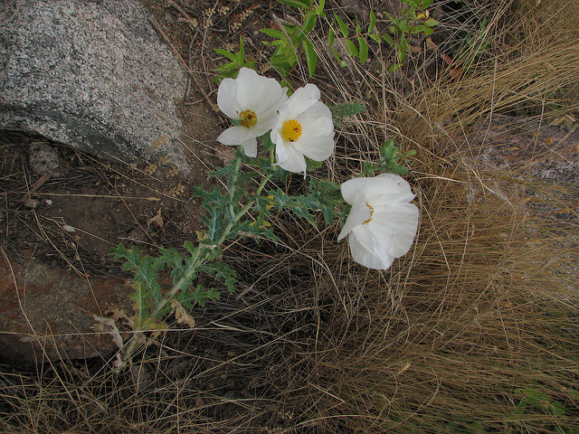 Argemone polyanthemos