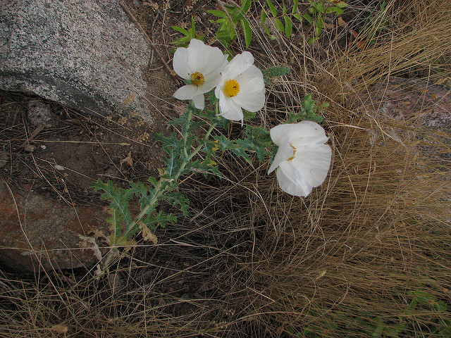 Argemone polyanthemos