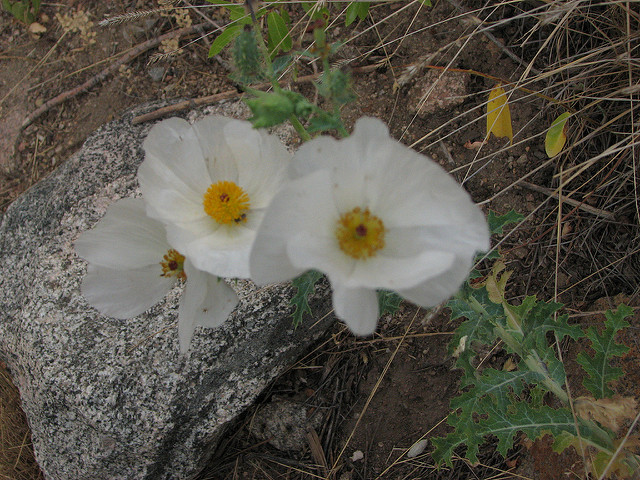 Argemone polyanthemos