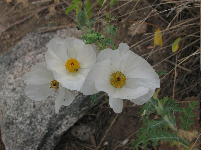 Argemone polyanthemos